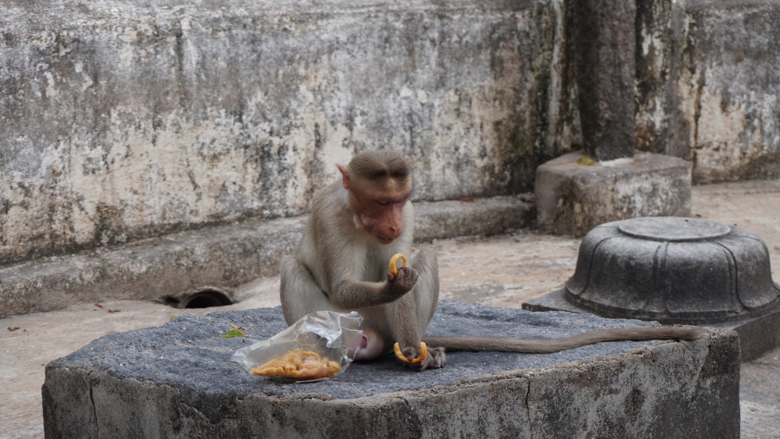 Karinjeshwara Temple Monkey